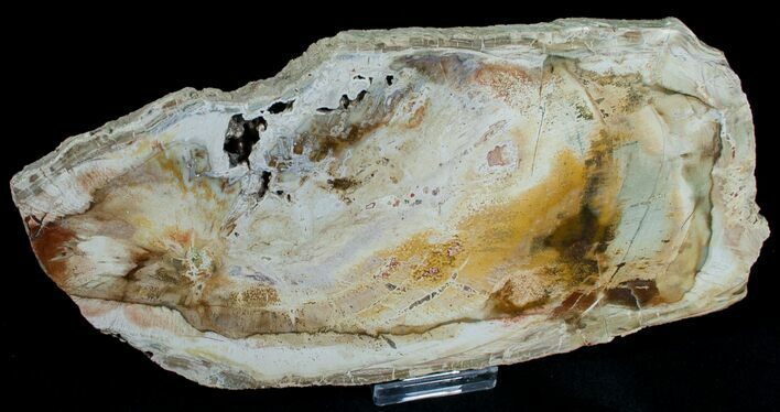 Araucaria Petrified Wood Slab - x #6775